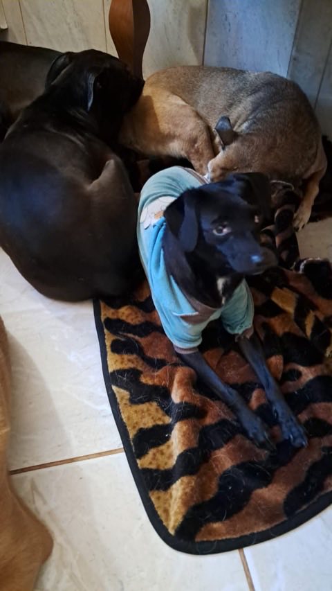 Cão pequeno de agasalho azul sobre uma coberta, entre dois cães maiores