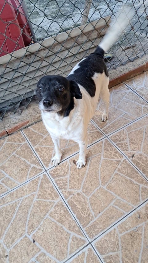 Cão idoso preto e branco em pé junto a uma cerca de tela